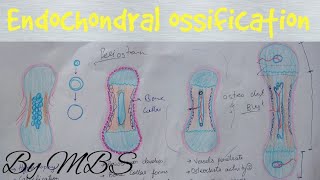 Endochondral ossification  easy explaination [upl. by Ennoval]