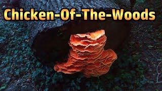 Chicken Of The Woods  Amazing Edible Fungus [upl. by Omari]