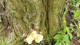 Sírovec žlutooranžový  Laetiporus sulphureus [upl. by Nygem318]