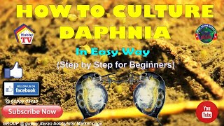 HOW TO CULTURE DAPHNIA In Easy Way [upl. by Razec]