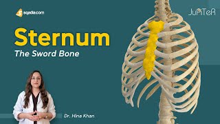 Sternum  Introduction  Thoracic Cavity  Bone Anatomy [upl. by Nyliram]